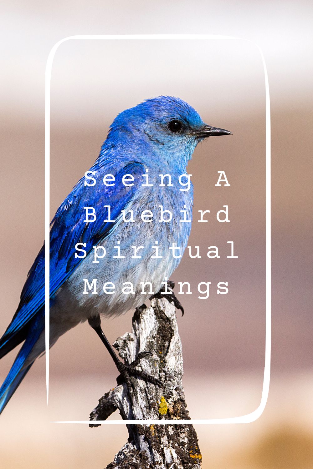 7 Seeing A Bluebird Spiritual Meanings1