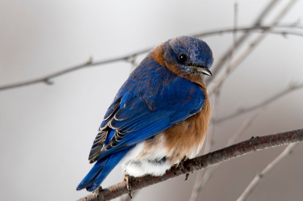 7 Seeing A Bluebird Spiritual Meanings2