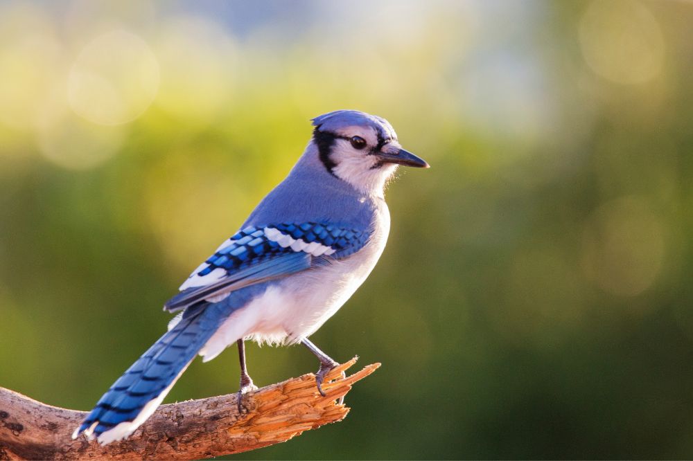 7 Seeing A Bluebird Spiritual Meanings3