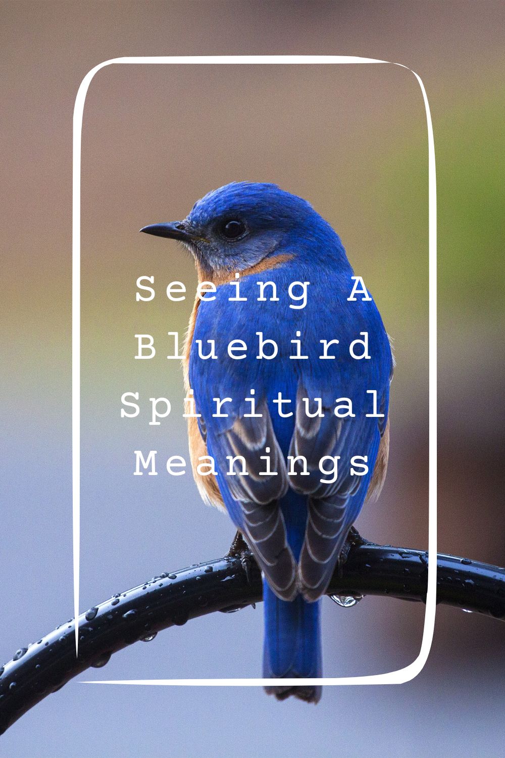Bluebird Symbolism & Meaning  Bluebird Spirit, Totem, & Power Animal