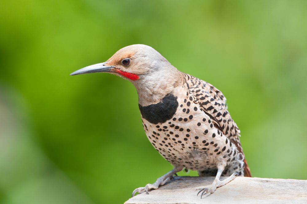 7 Seeing A Northern Flicker Spiritual Meanings