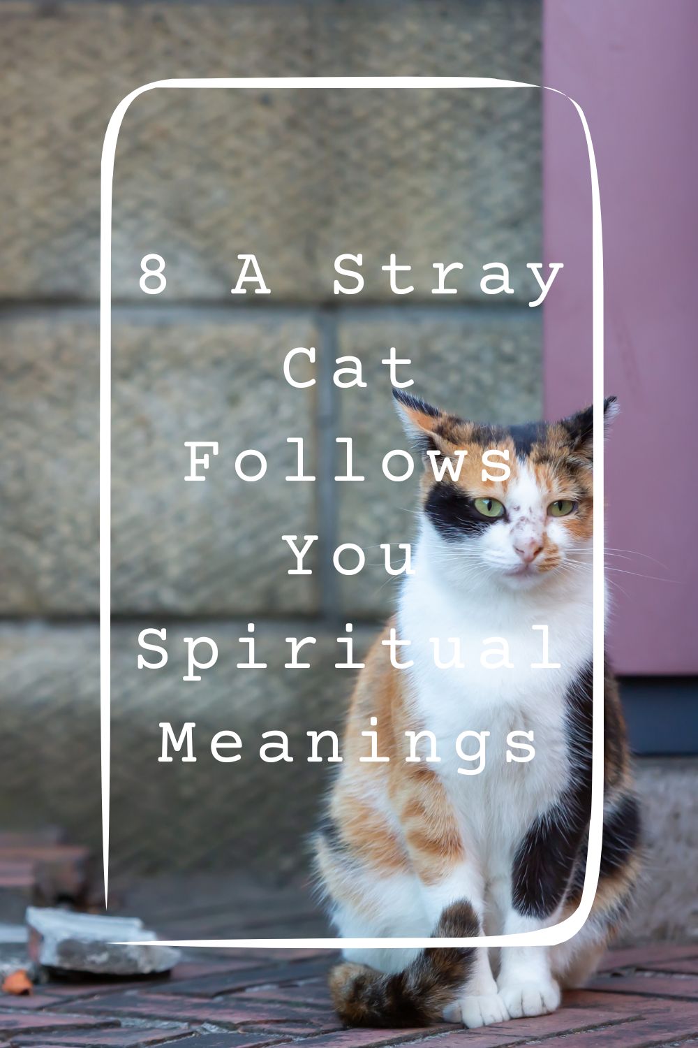 8 A Stray Cat Follows You Spiritual Meanings 1