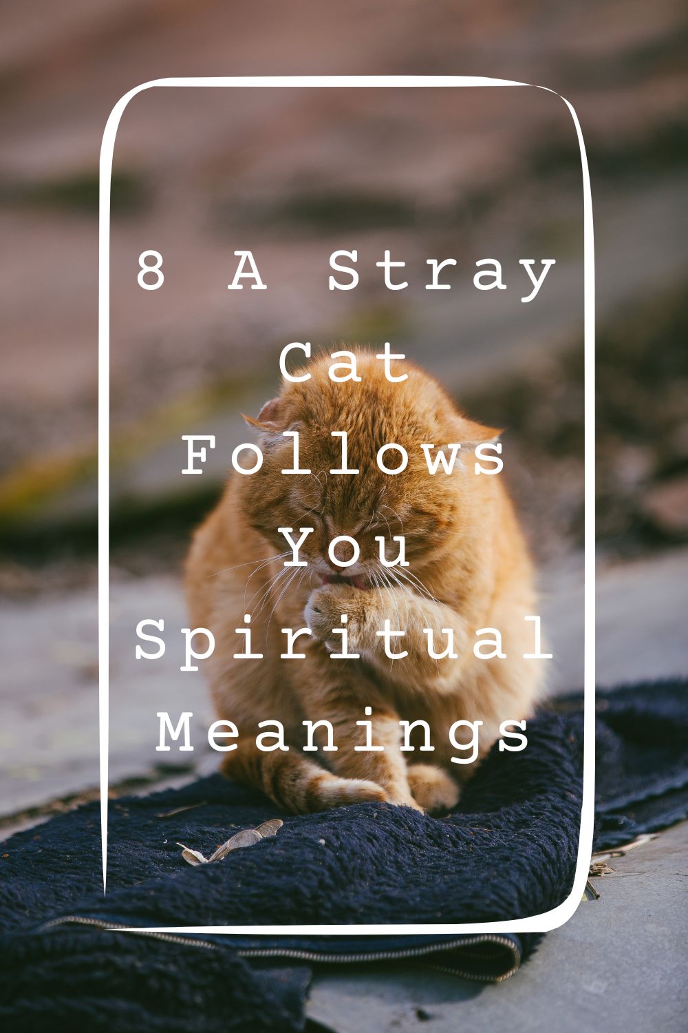 8 A Stray Cat Follows You Spiritual Meanings 4
