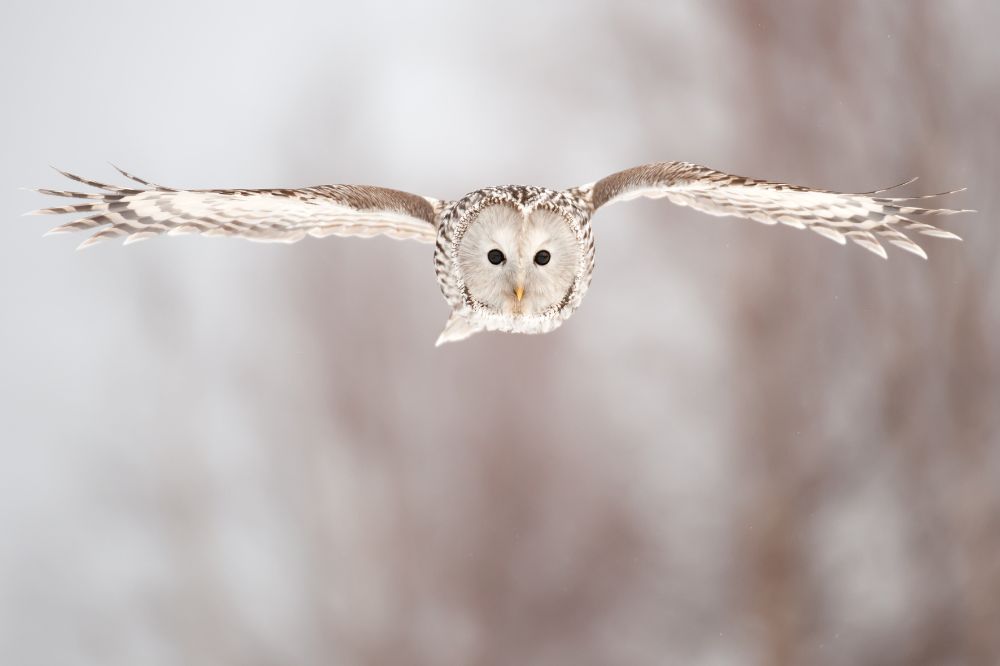 8 Dream of An Owl Crossing Your Path Meanings