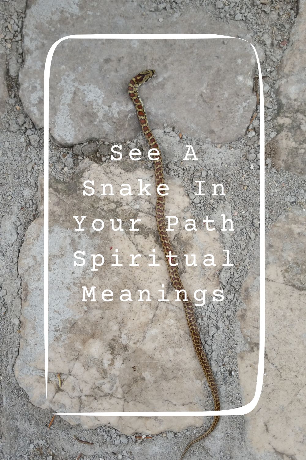 8 See A Snake In Your Path Spiritual Meanings1