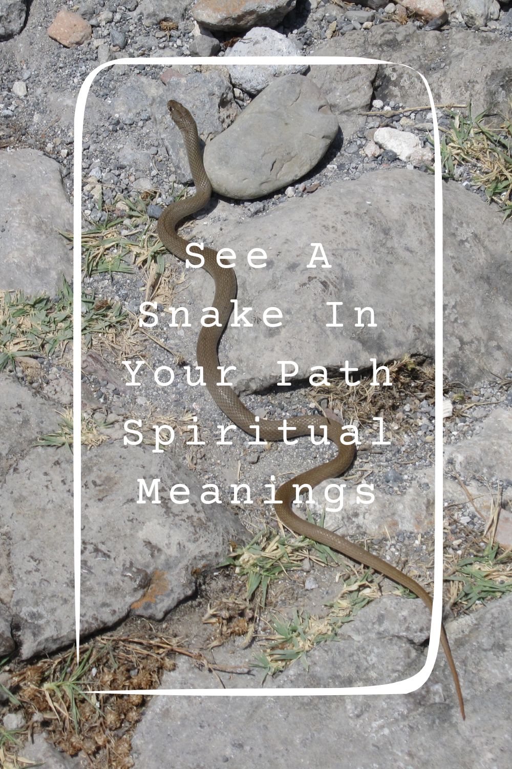 8 See A Snake In Your Path Spiritual Meanings4