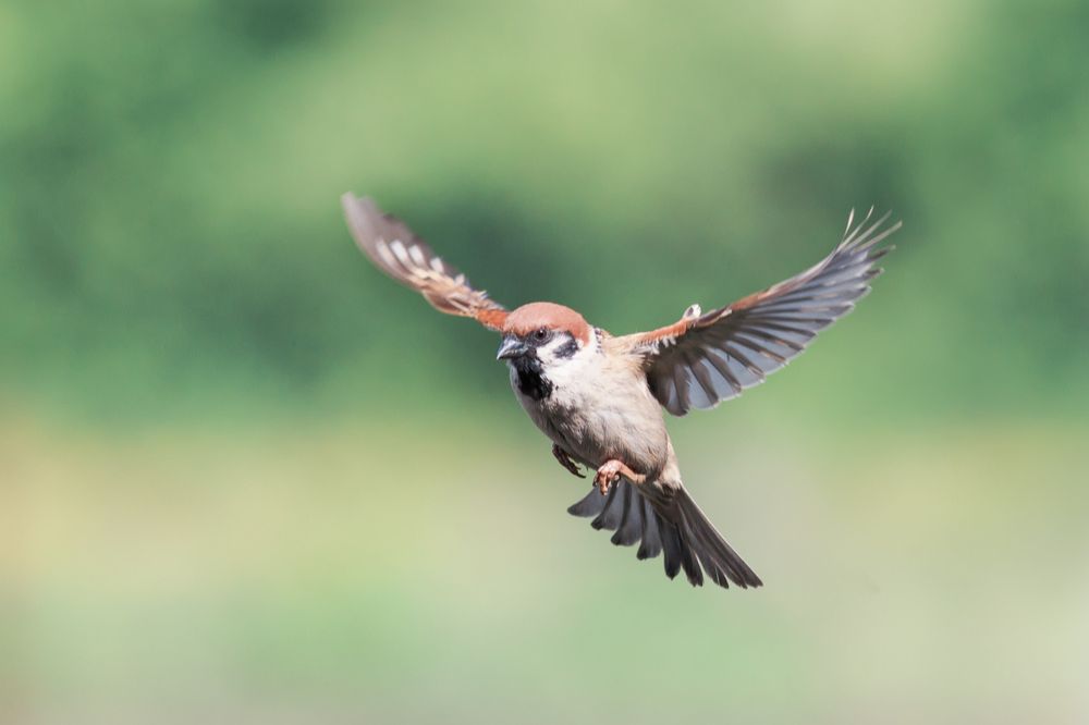 9 A Bird Flies Into Your House Door Spiritual Meanings
