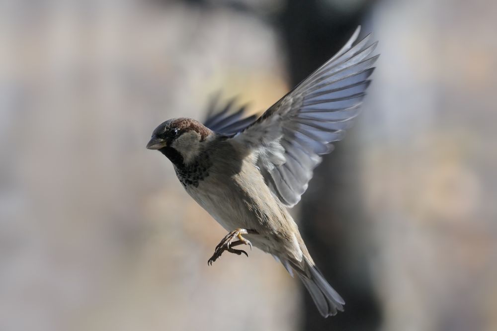 9 A Bird Flies Into Your House Door Spiritual Meanings2