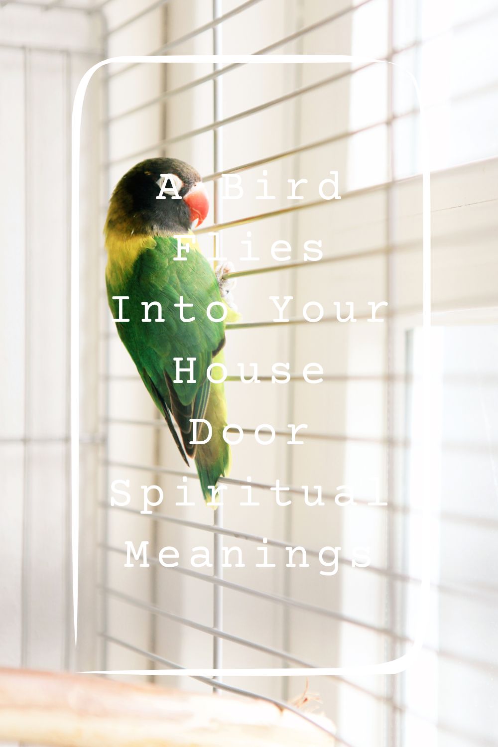 9 A Bird Flies Into Your House Door Spiritual Meanings4