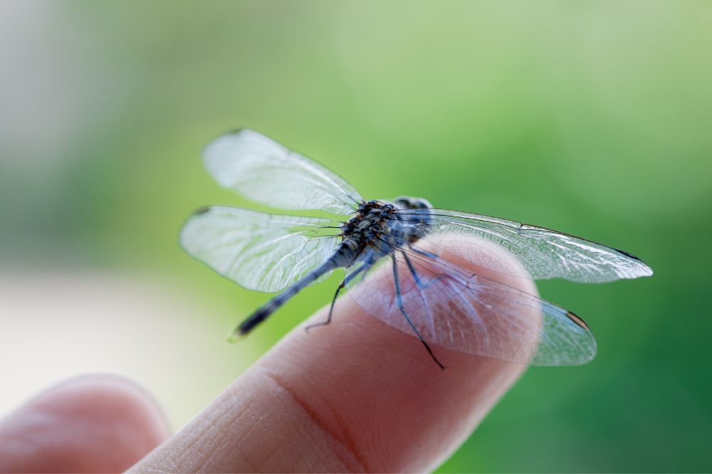 9 A Dragonfly Lands On You Spiritual Meanings2