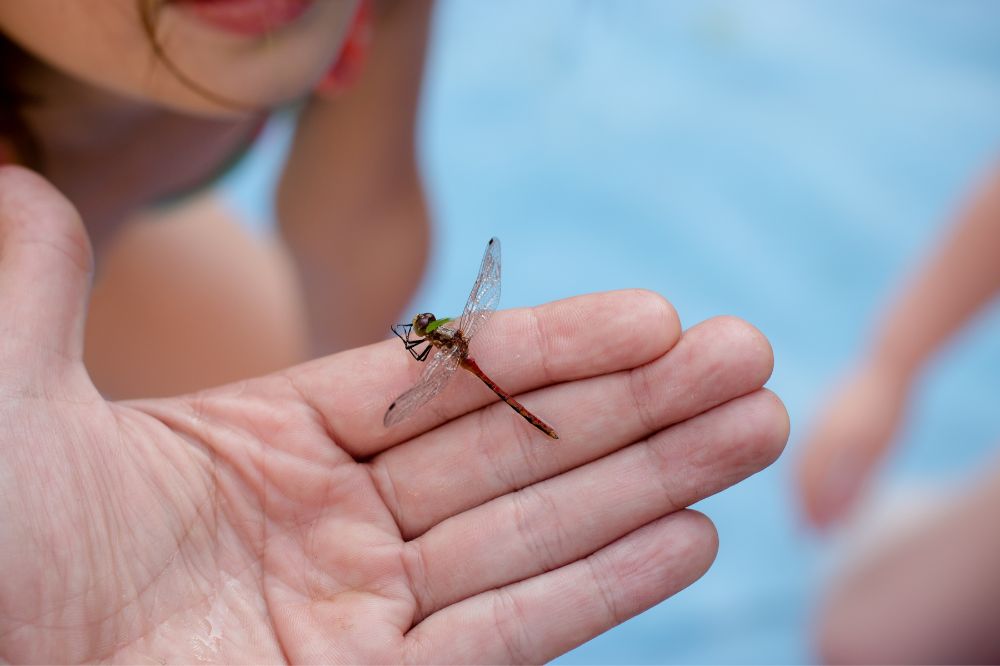 9 A Dragonfly Lands On You Spiritual Meanings3