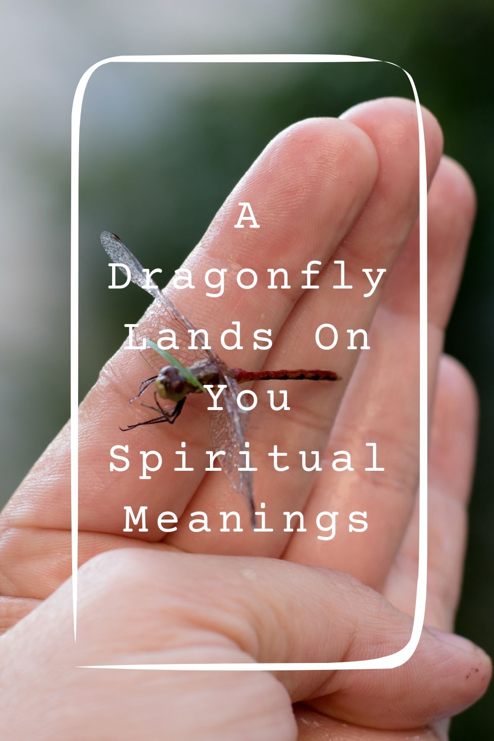 9 A Dragonfly Lands On You Spiritual Meanings4