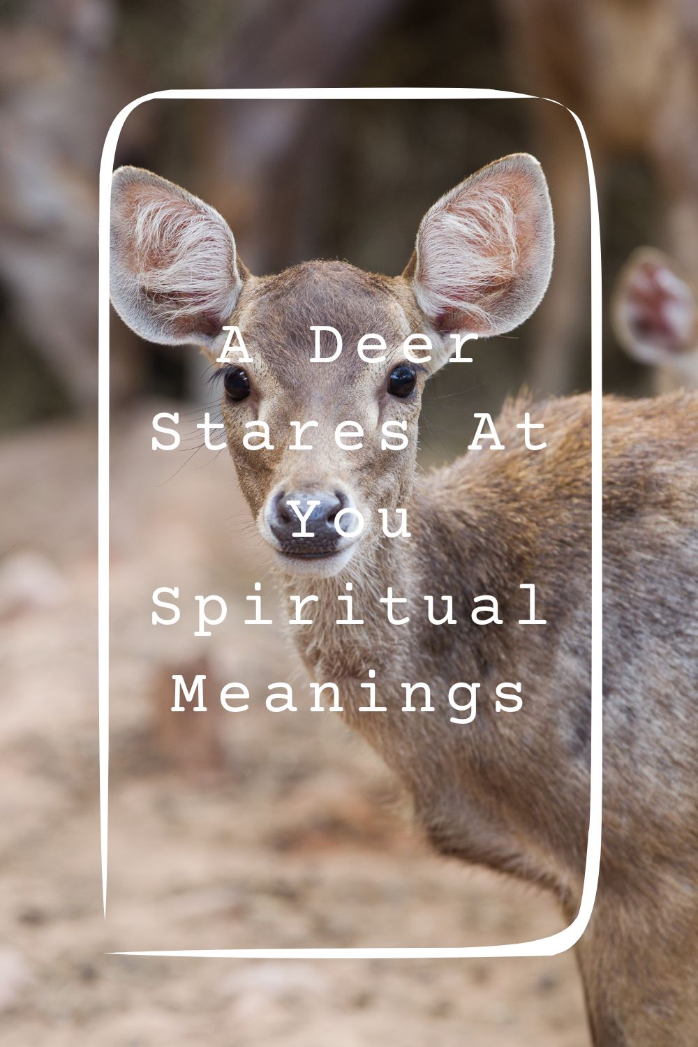 A Deer Stares At You Spiritual Meanings 1