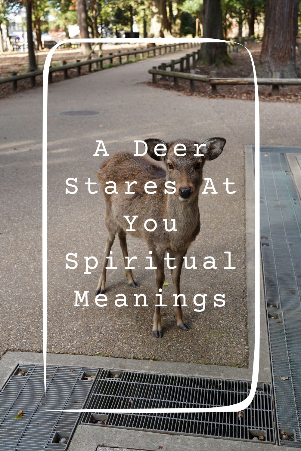 A Deer Stares At You Spiritual Meanings 2