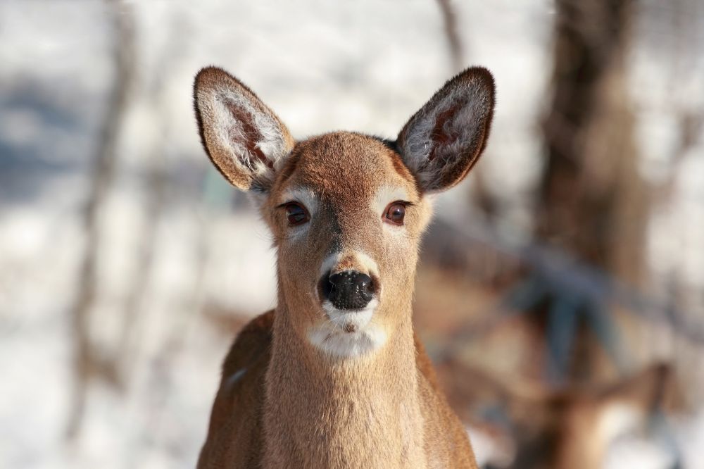 A Deer Stares At You Spiritual Meanings 4
