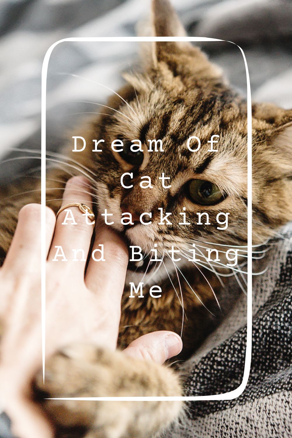 Dream Of Cat Attacking And Biting Me Meanings 1