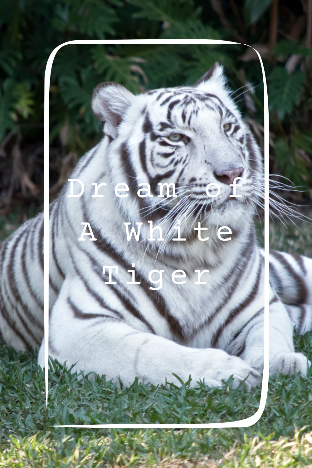 Dream of A White Tiger1