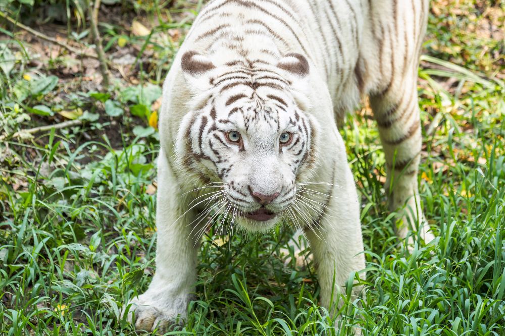 Dream of A White Tiger2