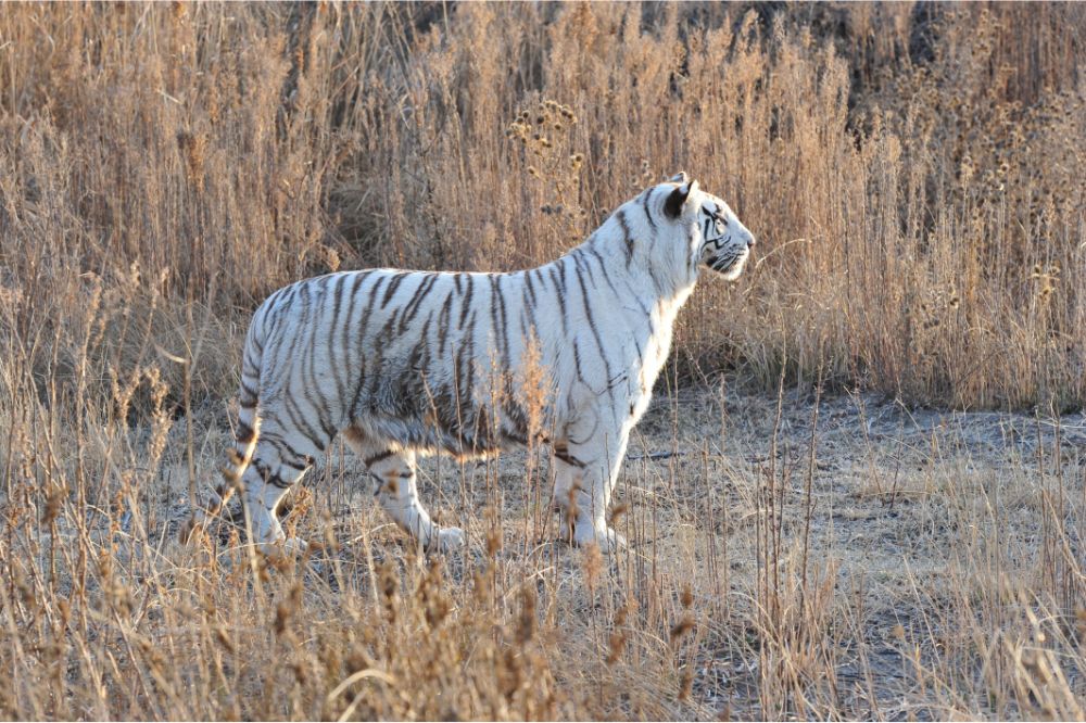 Dream of A White Tiger3