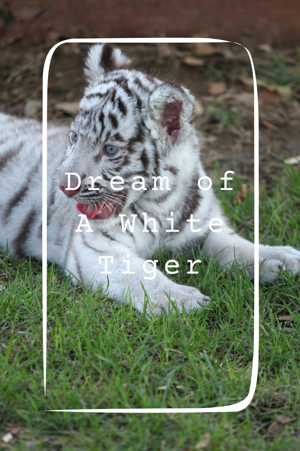 Dream of A White Tiger4