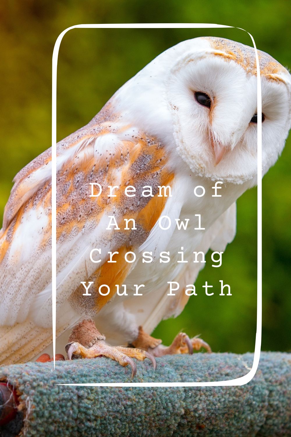 Dream of An Owl Crossing Your Path pin1