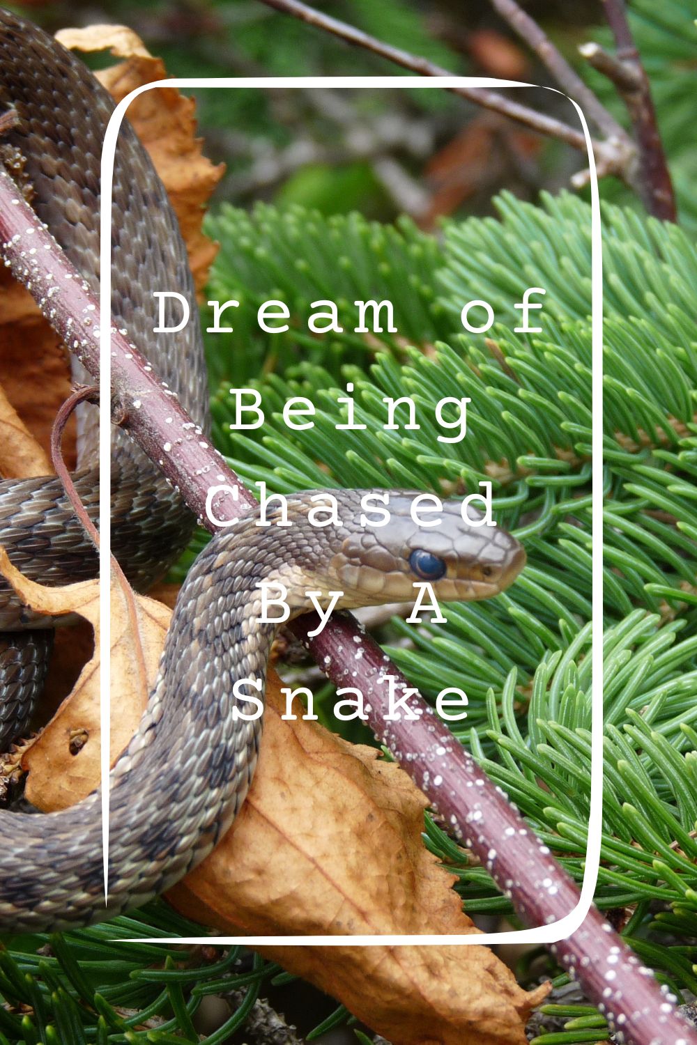 Dream of Being Chased By A Snake 1