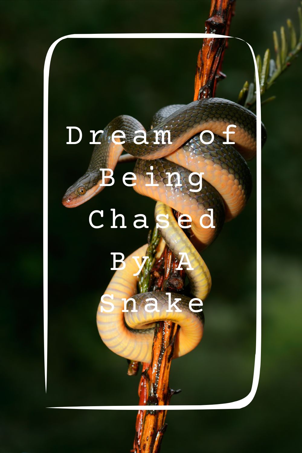 Dream of Being Chased By A Snake 4