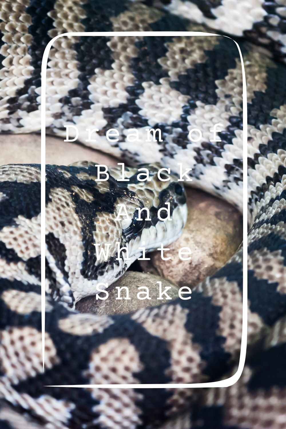 Dream of Black And White Snake 2