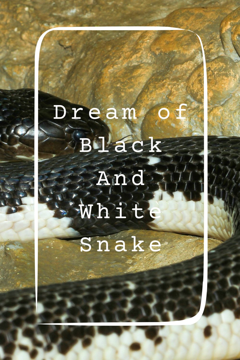 Dream of Black And White Snake 5
