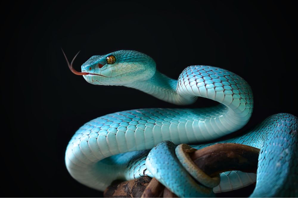Dream of Blue Snakes 2