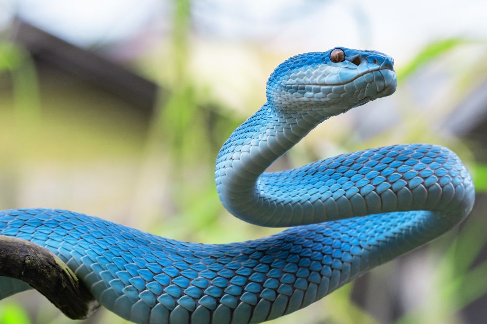 Dream of Blue Snakes 3