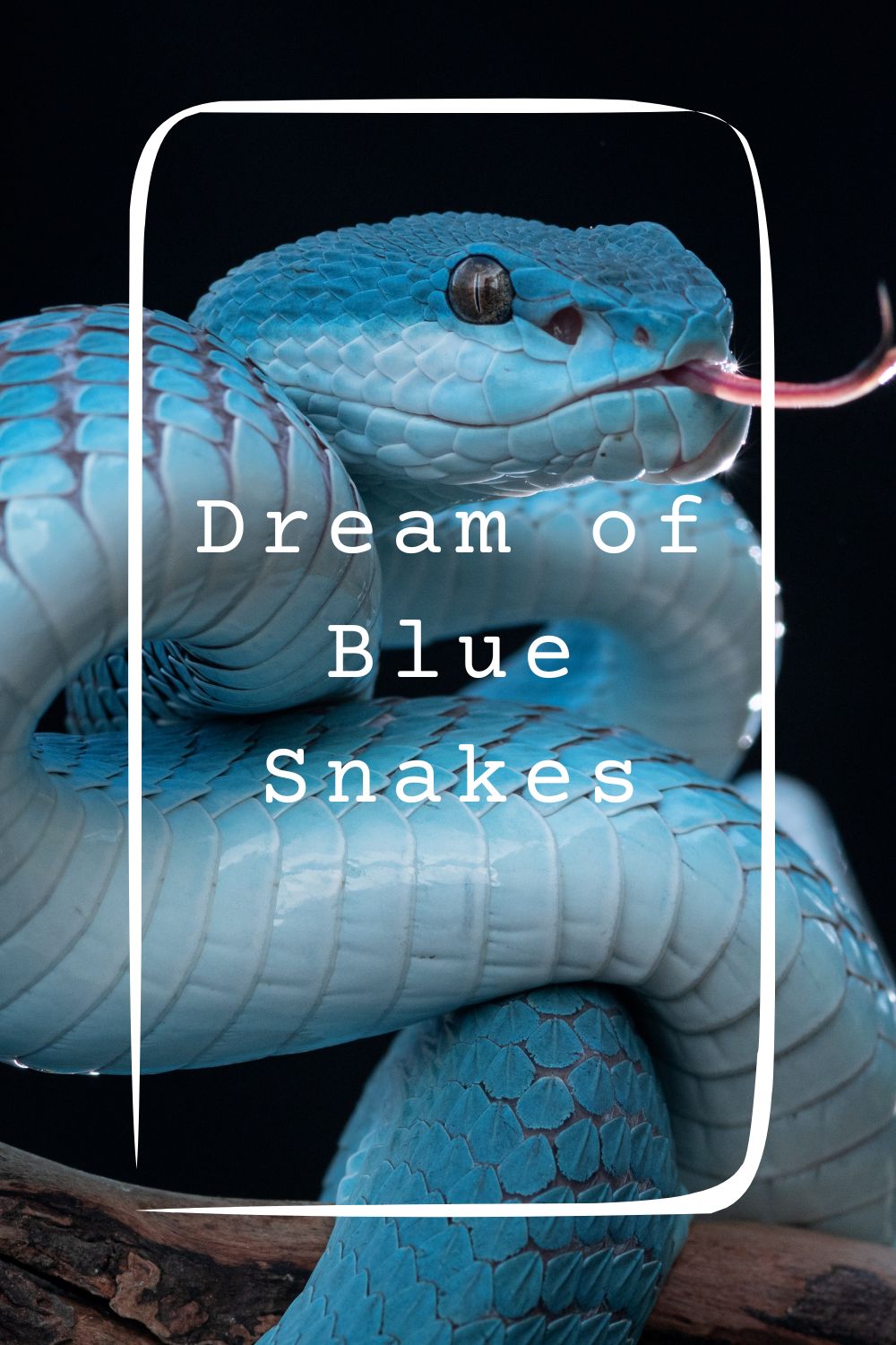 Dream of Blue Snakes 4