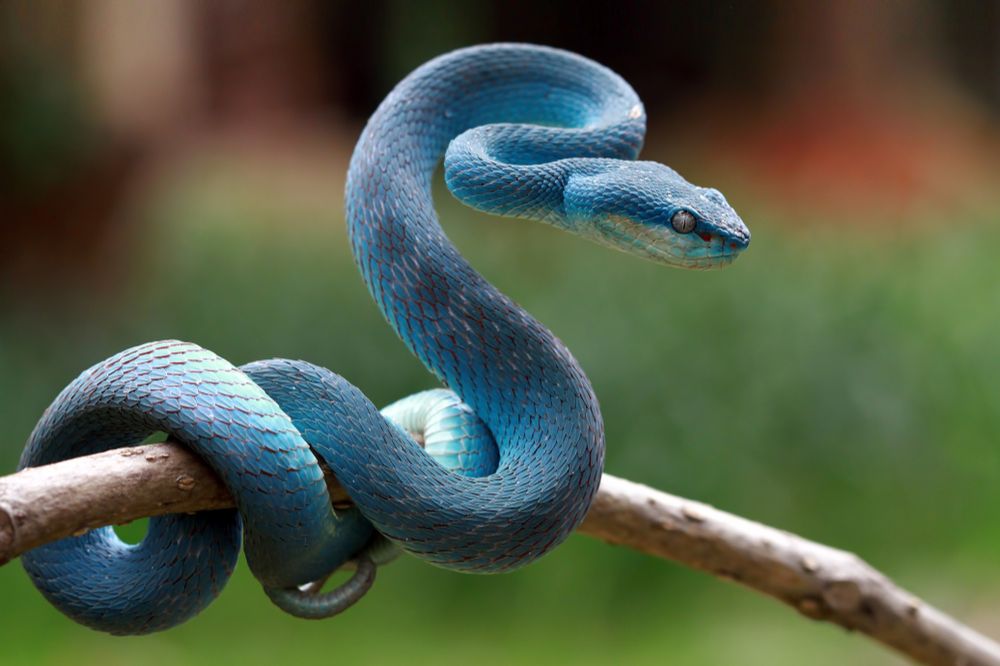 Dream of Blue Snakes
