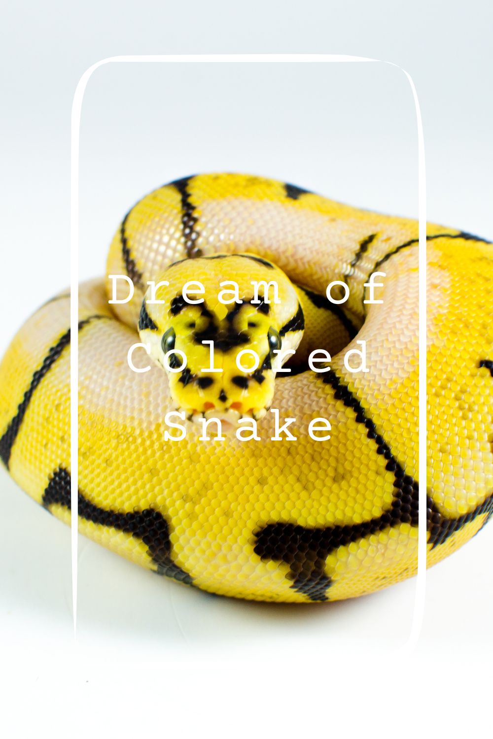 Dream of Colored Snake 1
