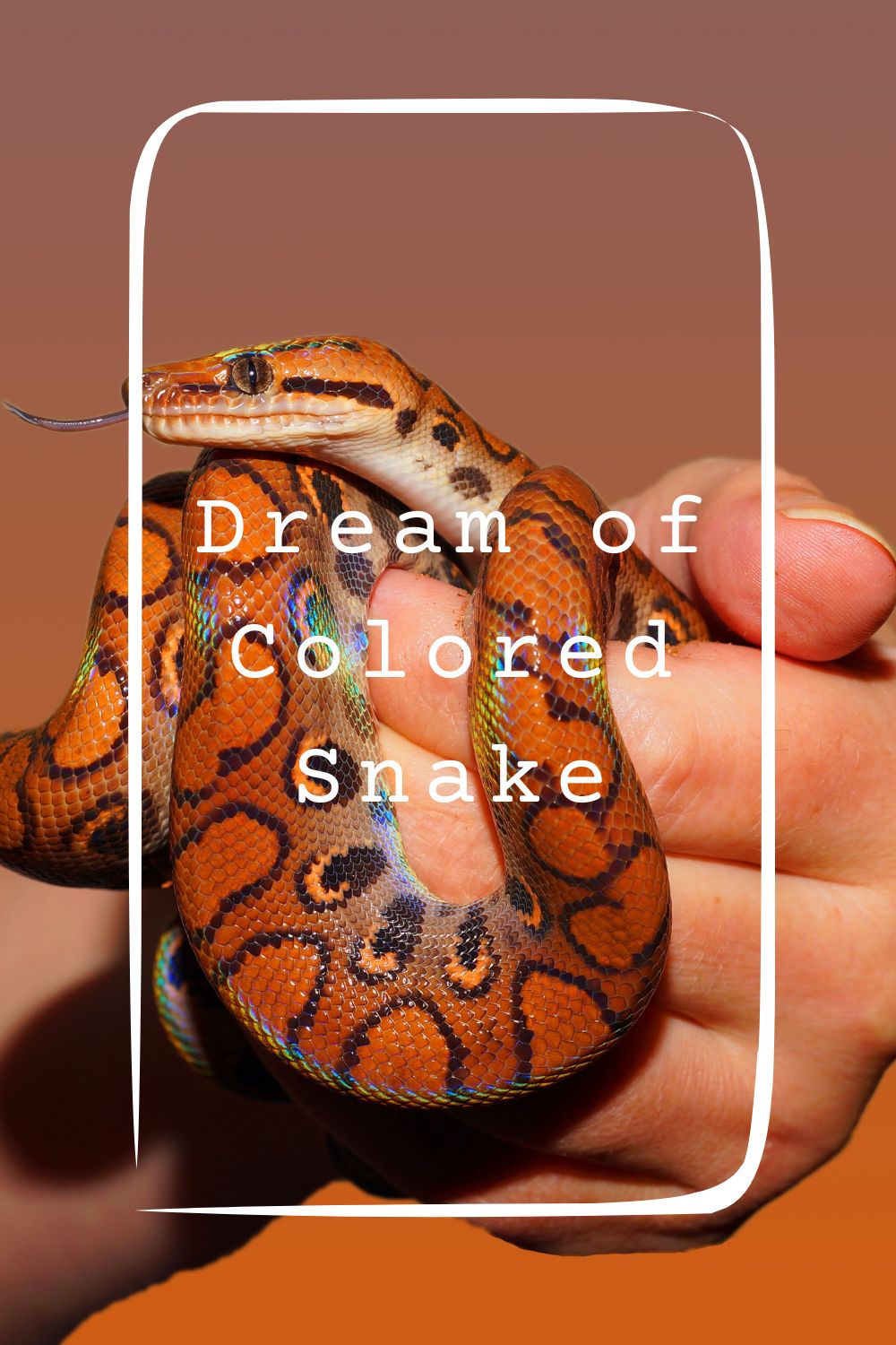 Dream of Colored Snake 4