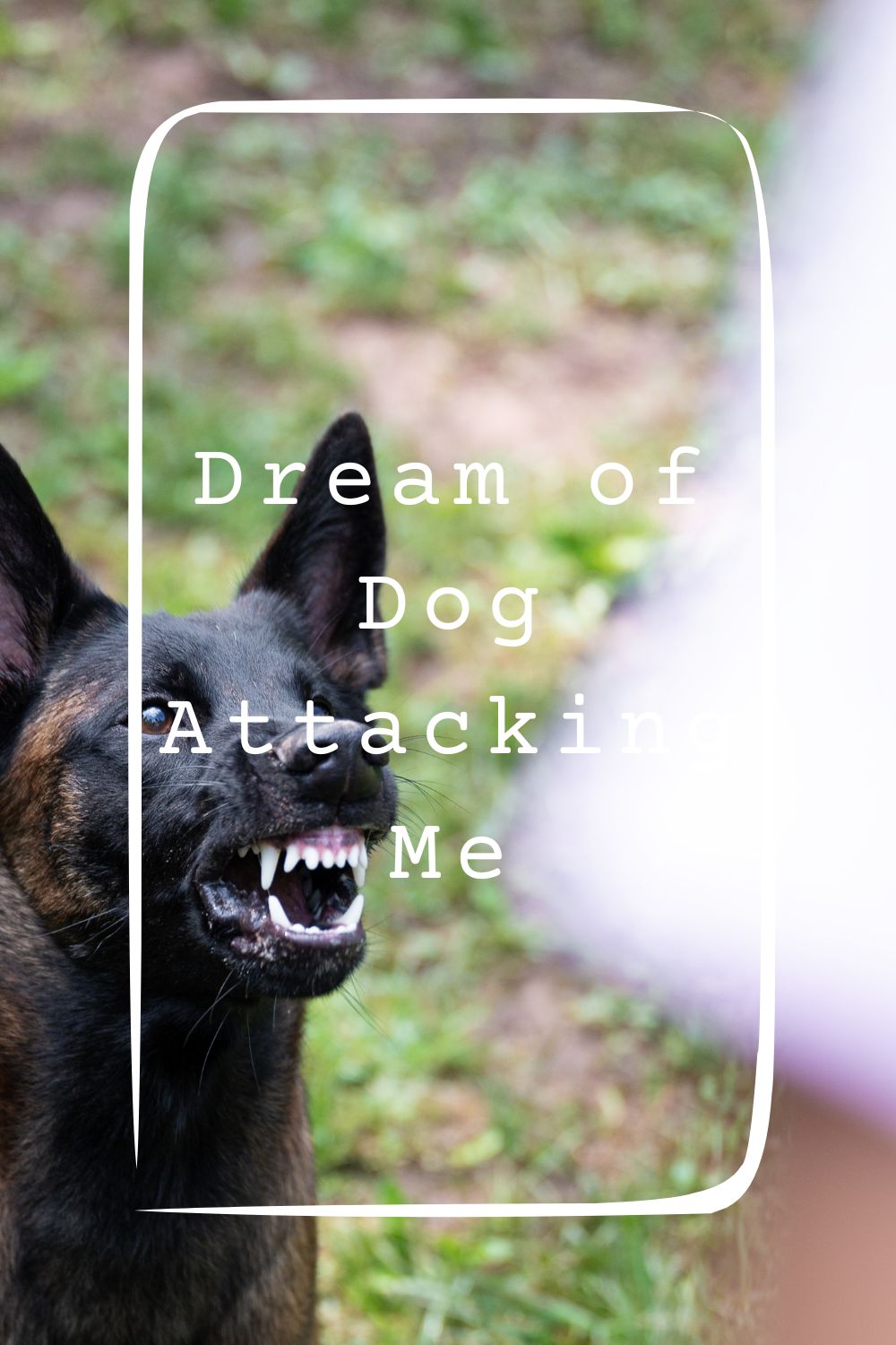 Dream of Dog Attacking Me 1
