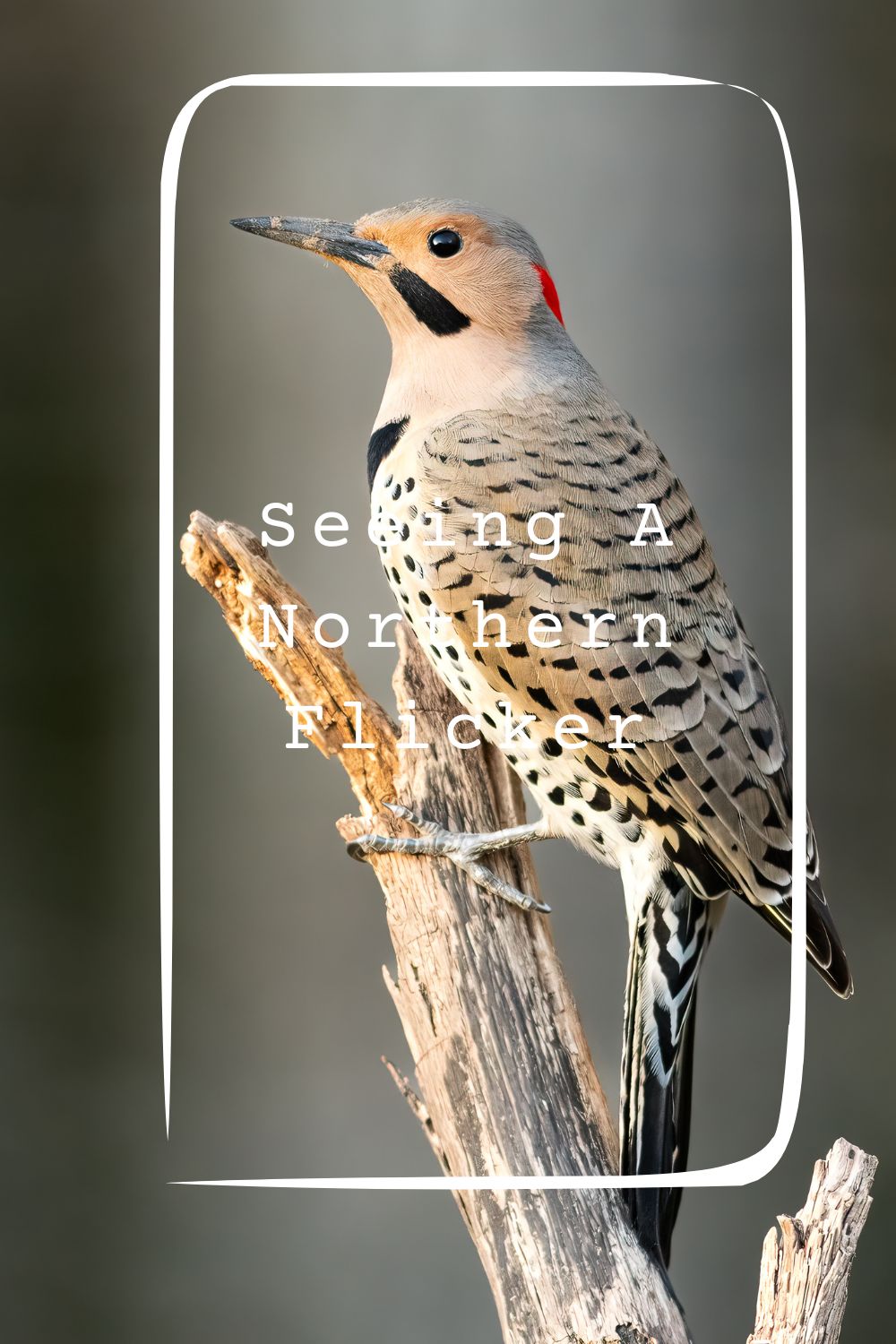 Seeing A Northern Flicker pin2