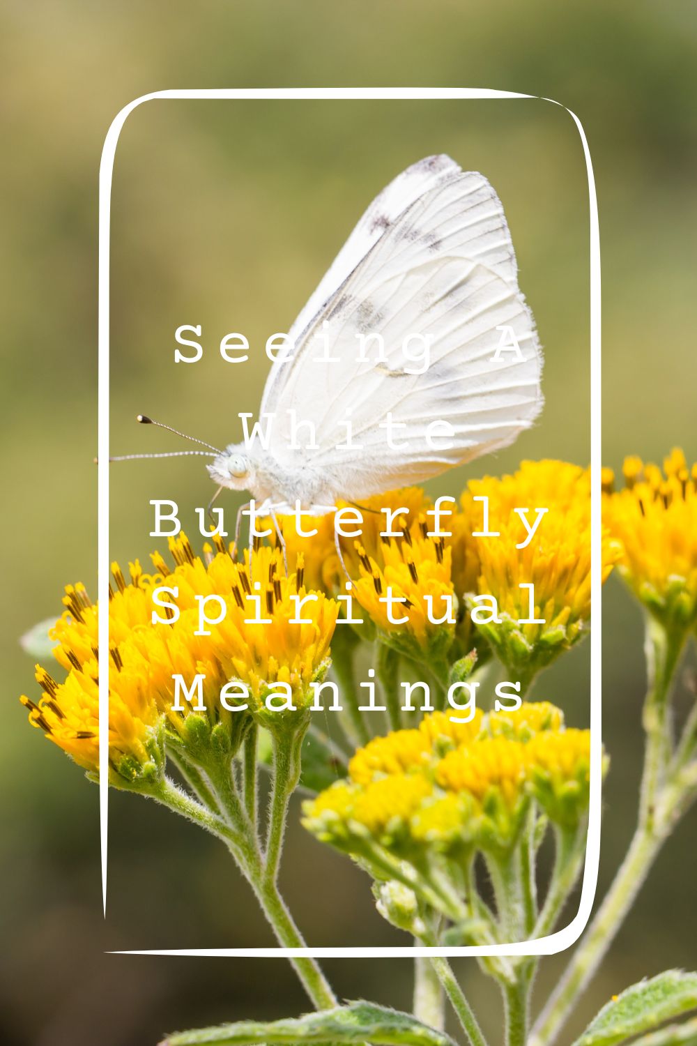 Seeing A White Butterfly Spiritual Meanings 1