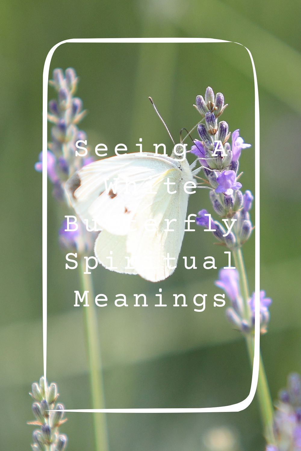 Seeing A White Butterfly Spiritual Meanings 2