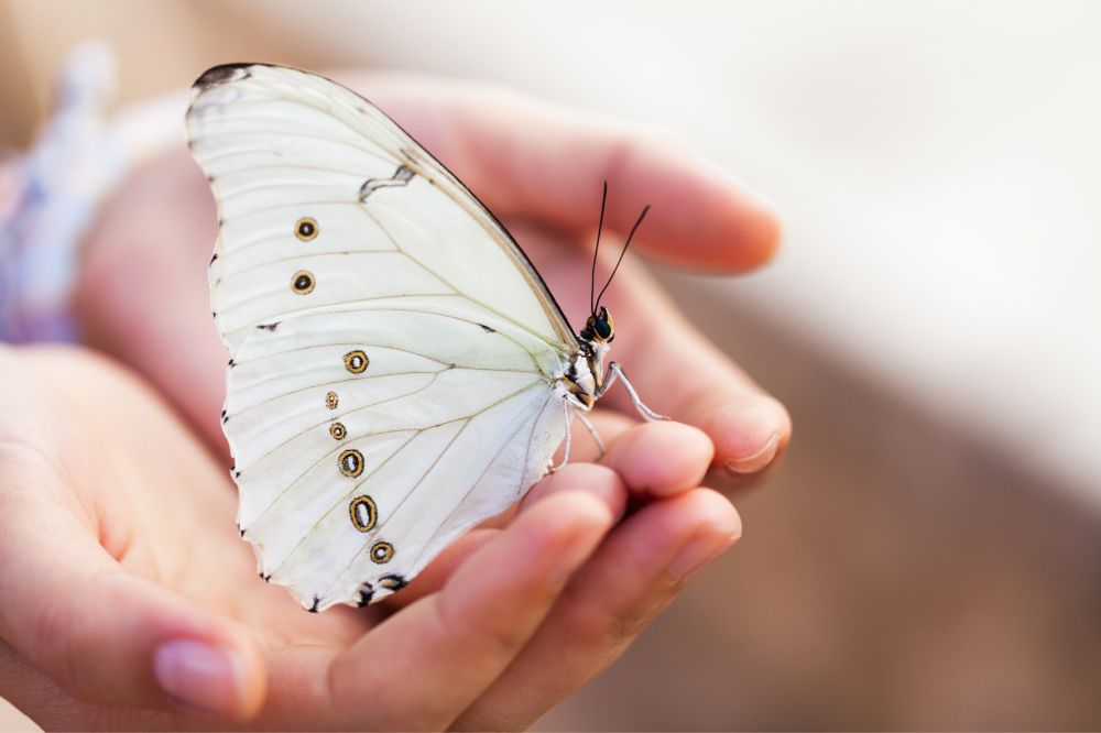 Seeing A White Butterfly Spiritual Meanings 3