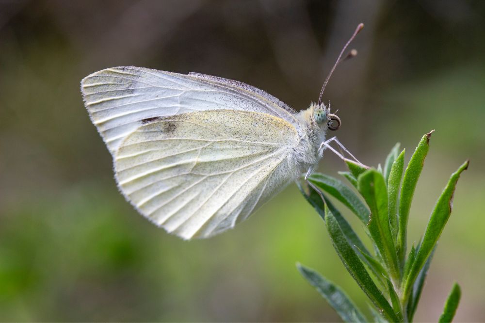 Seeing A White Butterfly Spiritual Meanings 4