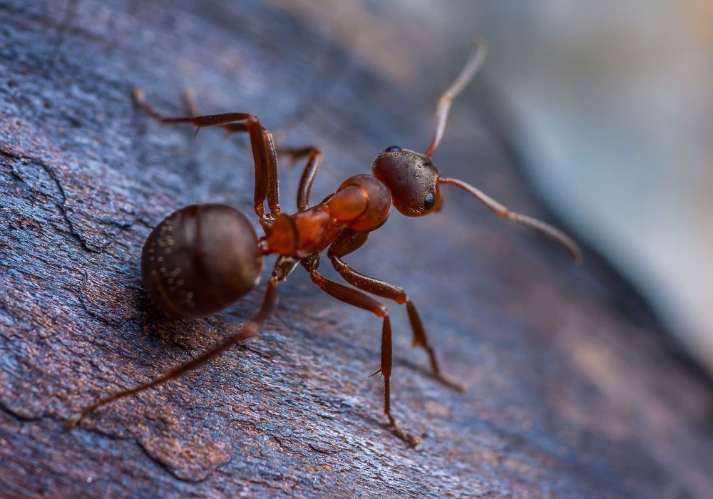 10 Dream of Ants Meanings