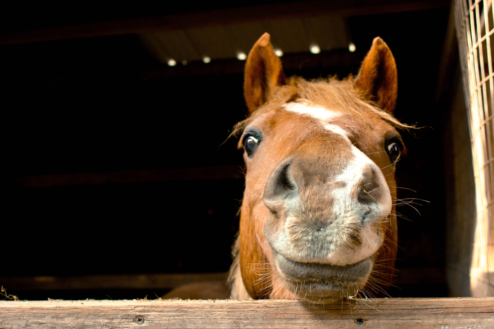 11 Dream of Horse Meanings