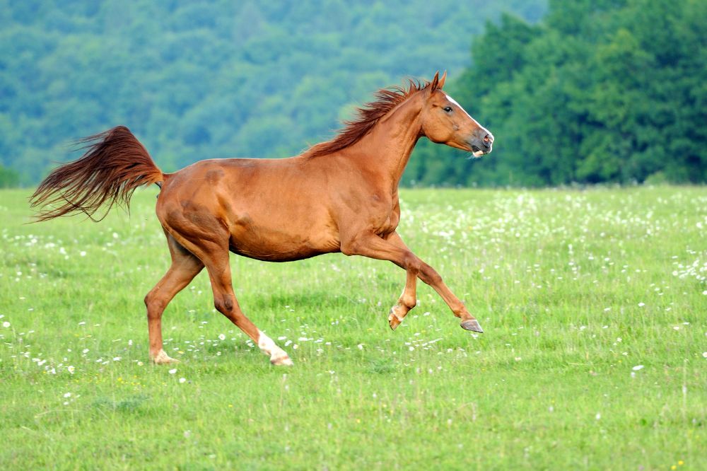 11 Dream of Horse Meanings2