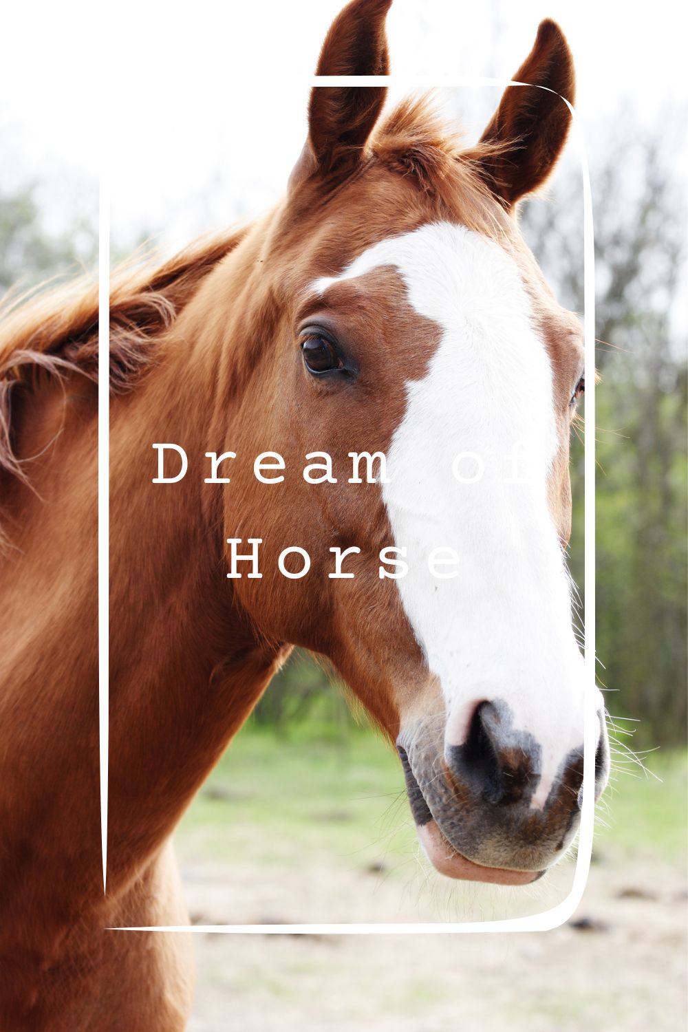 11 Dream of Horse Meanings4