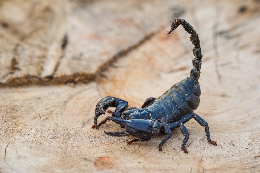 12 Dream of Scorpion Meanings