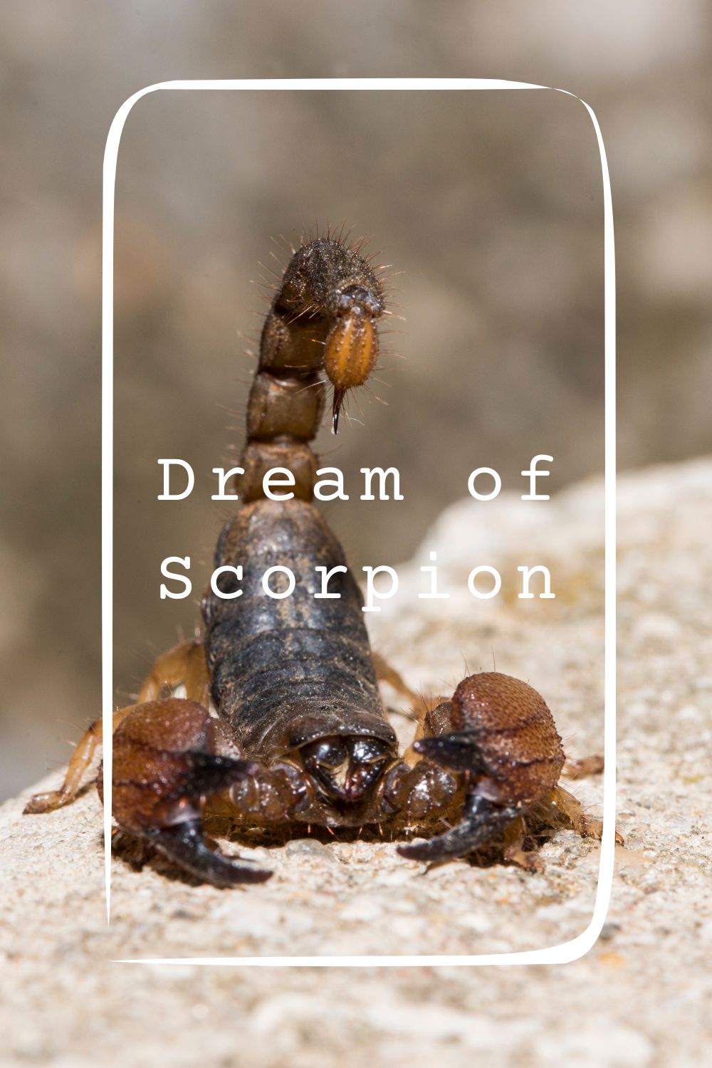 12 Dream of Scorpion Meanings1