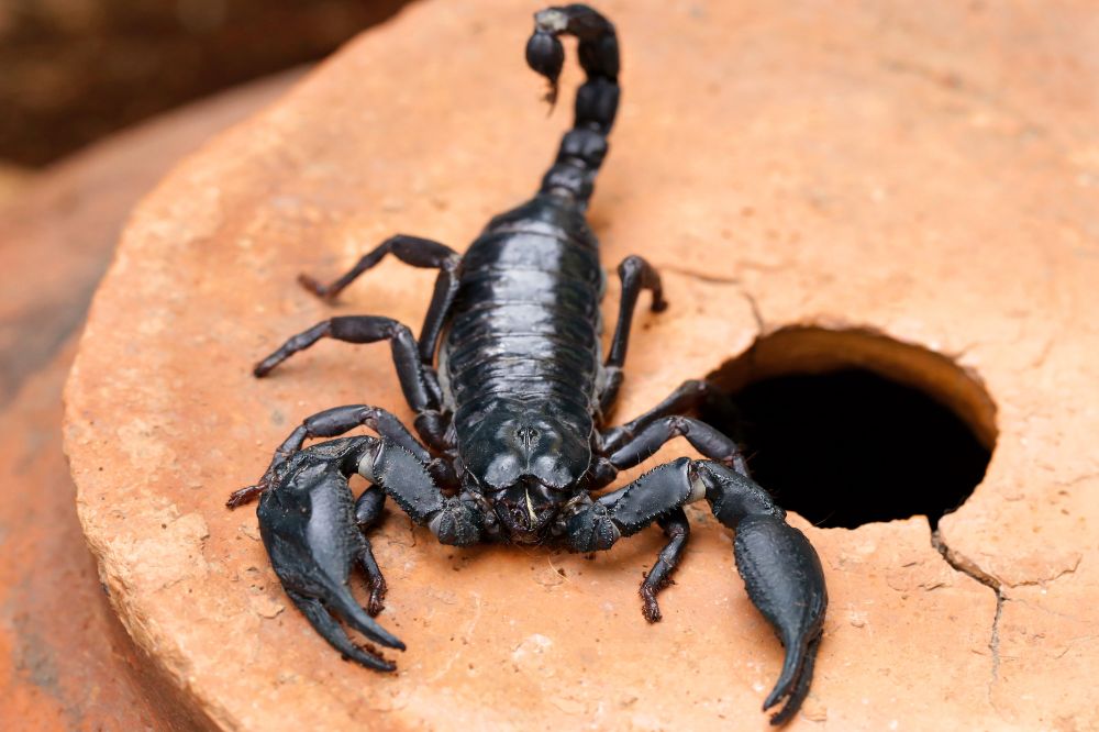 12 Dream of Scorpion Meanings2