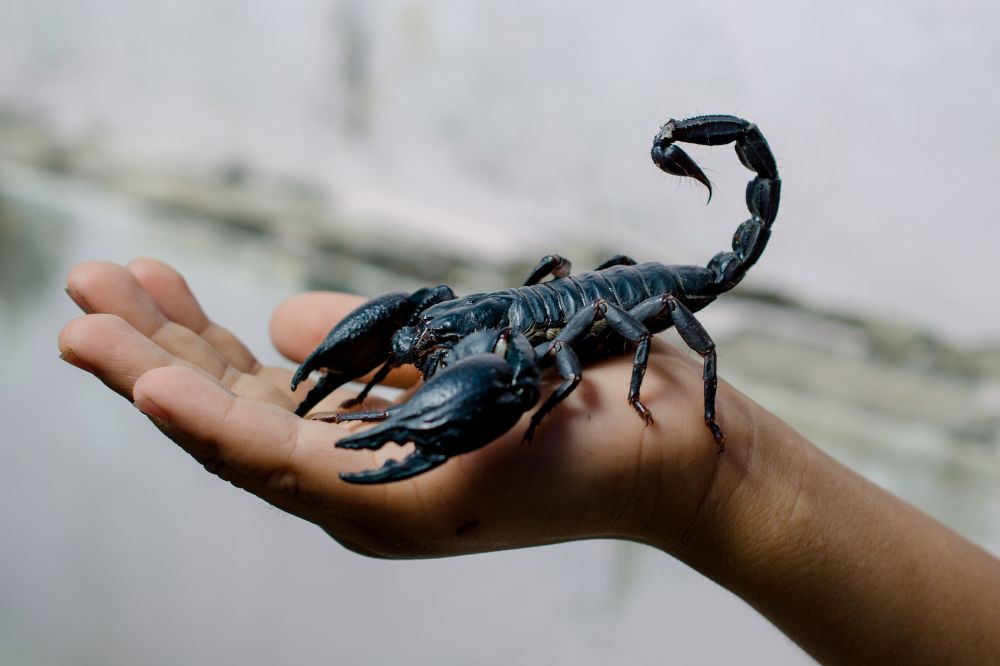 12 Dream of Scorpion Meanings3