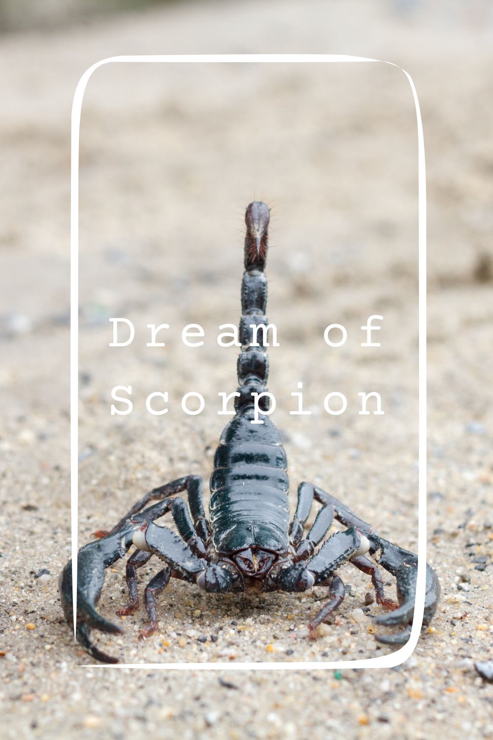12 Dream of Scorpion Meanings4